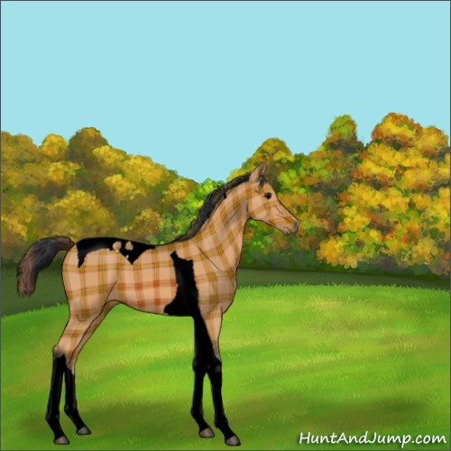 Horse Color:Plaid  Bay Tobiano 