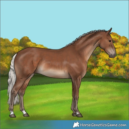Horse Color:Silver Black Rabicano 