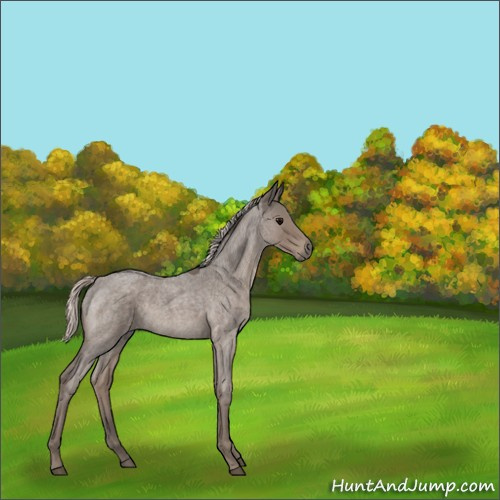 Horse Color:Silver Blue Roan 