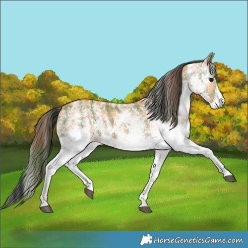 Horse Color:Plaid  White Spotted Bay 