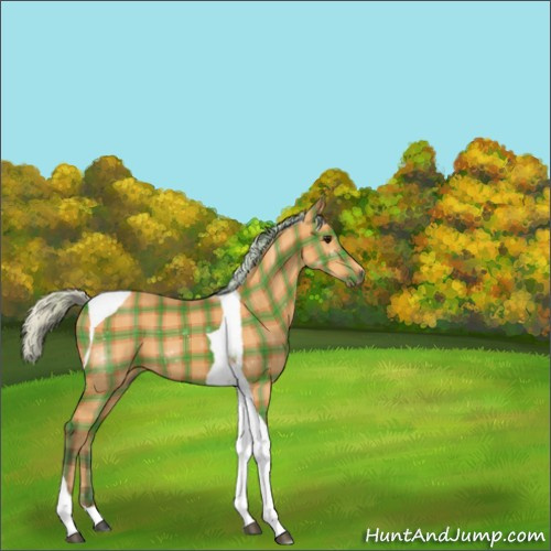 Horse Color:Plaid  Silver Bay Tobiano 