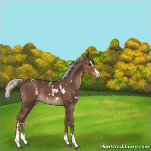 Horse Color:White Spotted Silver Black Splash 