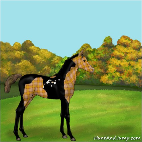 Horse Color:Plaid  Brown Tobiano 