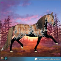 Horse Color:Plaid  White Spotted Bay 