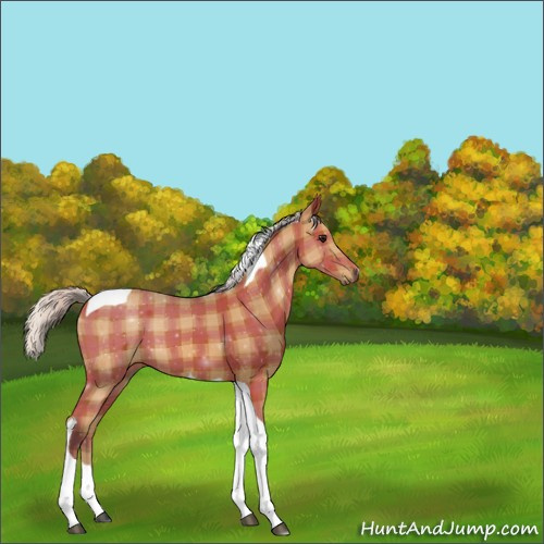 Horse Color:Plaid  Silver Bay Tobiano 
