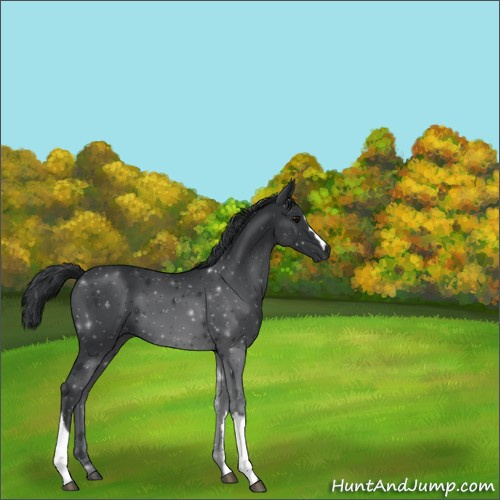 Horse Color:Black 