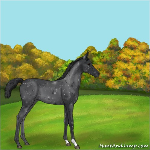 Horse Color:Black 