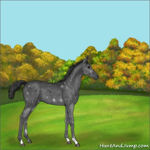 Horse Color:Black 