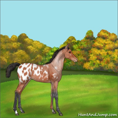 Horse Color:Brown Appaloosa 