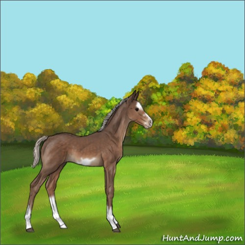Horse Color:Silver Black Splash Frame 