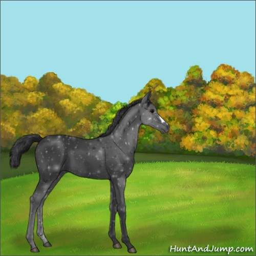 Horse Color:Black 