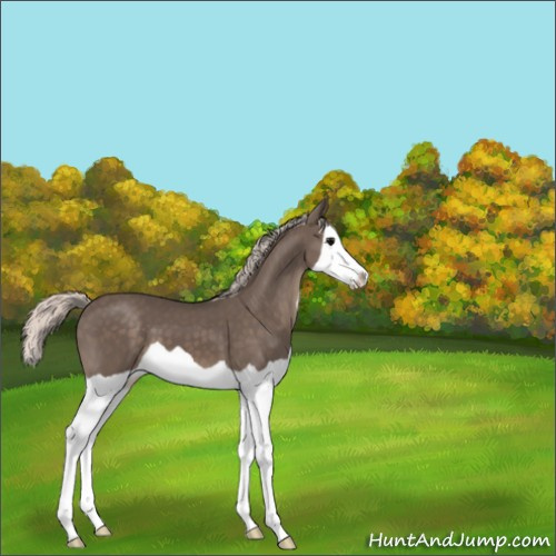 Horse Color:Silver Black Splash 