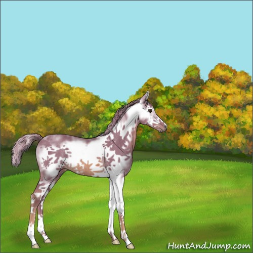 Horse Color:Watercolor White Spotted Chestnut Splash Frame Rabicano 