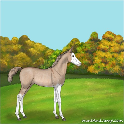 Horse Color:Red Dun Roan Splash Rabicano 