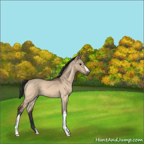 Horse Color:Bay Dun 