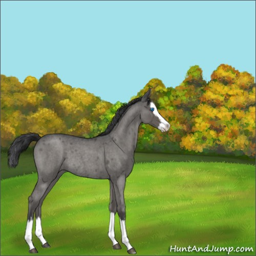 Horse Color:Grullo Roan Splash Rabicano 