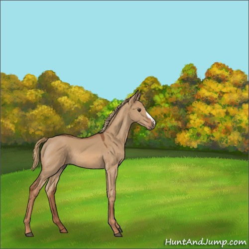 Horse Color:Red Dun 