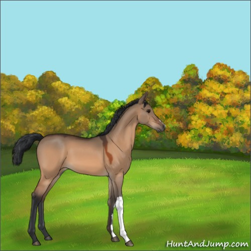 Horse Color:Bay Dun 