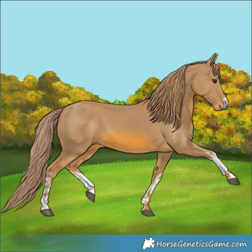 Horse Color:Watercolor White Spotted Chestnut 