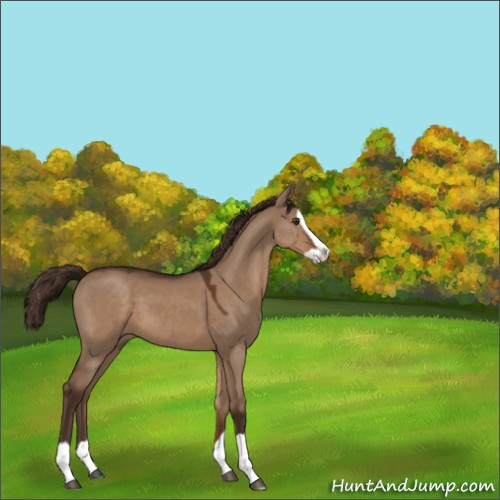 Horse Color:Liver Red Dun Splash 