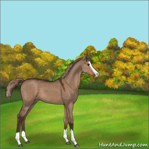 Horse Color:Liver Red Dun Splash Rabicano 