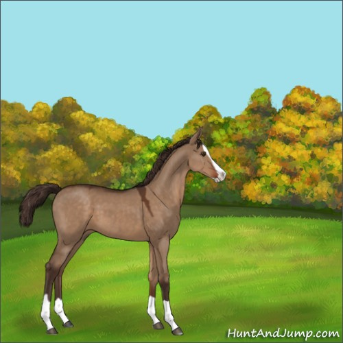 Horse Color:Liver Red Dun Splash 