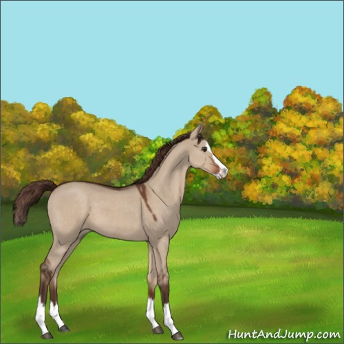 Horse Color:Liver Red Dun Roan Splash 