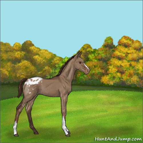Horse Color:Liver Red Dun Appaloosa 