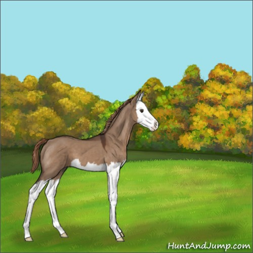 Horse Color:Liver Red Dun Splash 