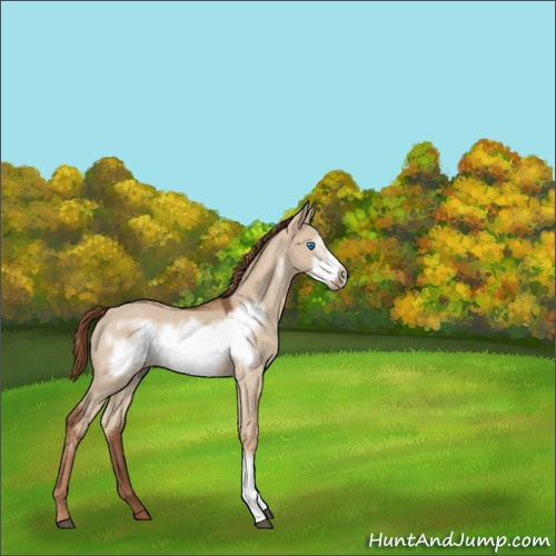 Horse Color:Red Dun Frame Rabicano 