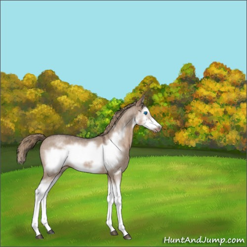 Horse Color:Liver Red Dun Roan Splash Frame 