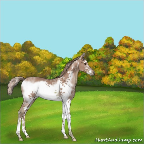 Horse Color:Watercolor White Spotted Chestnut Splash Frame Rabicano 