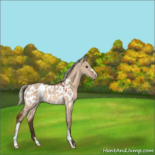 Horse Color:Silver Bay Dun Appaloosa 