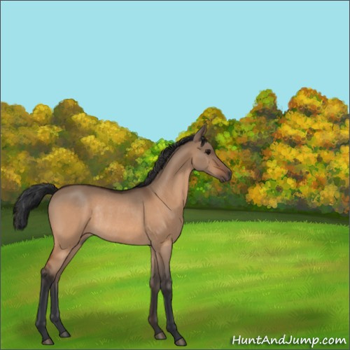 Horse Color:Bay Dun Rabicano 