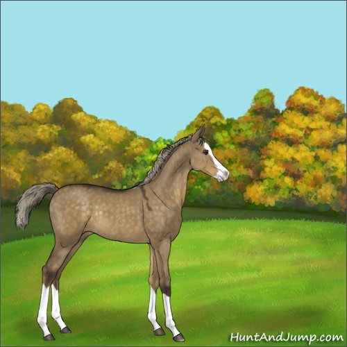 Horse Color:Chocolate Palomino Dun Splash Rabicano 