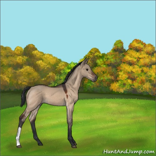 Horse Color:Bay Dun 