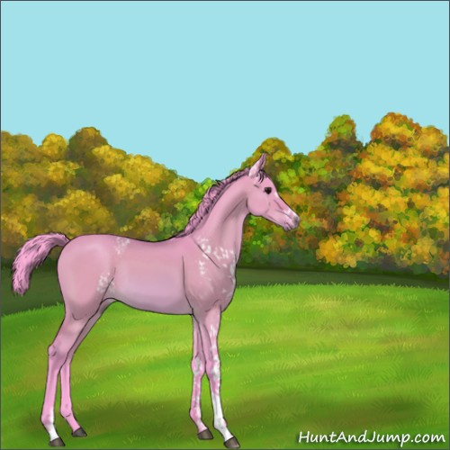 Horse Color:Watercolor White Spotted Bay Dun Sabino Rabicano 