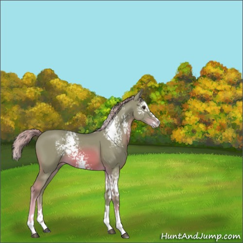 Horse Color:Watercolor White Spotted Chestnut Splash 