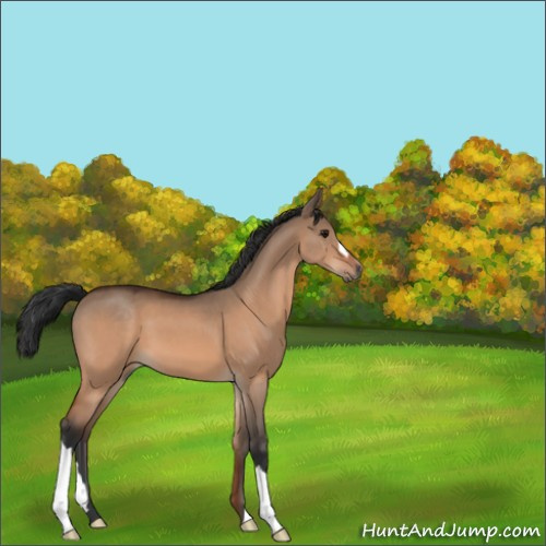 Horse Color:Bay Dun 