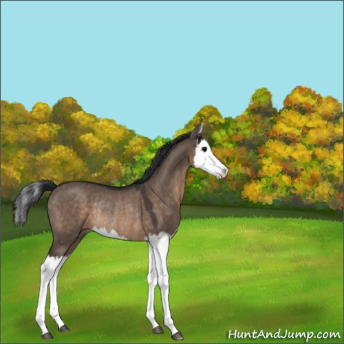 Horse Color:Brown Dun Splash Rabicano 
