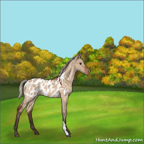 Horse Color:Silver Bay Dun Appaloosa 