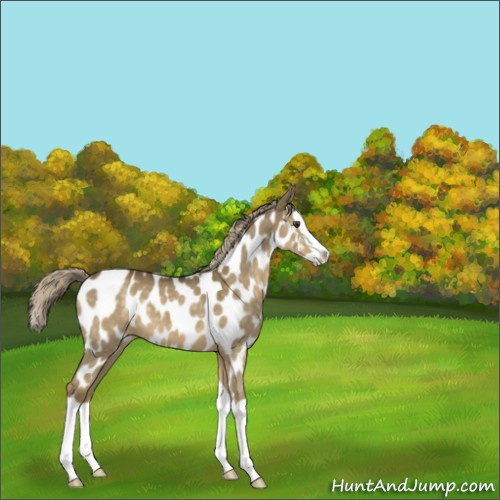 Horse Color:Chocolate Palomino Dun Splash Appaloosa 