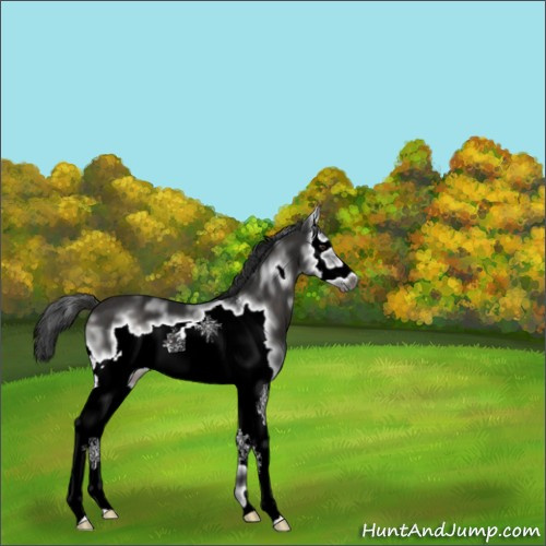 Horse Color:White Spotted Liver Chestnut Frame 