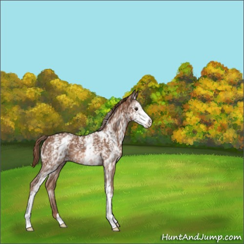 Horse Color:White Spotted Chestnut 