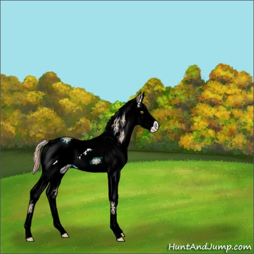 Horse Color:White Spotted Gold Champagne Splash Rabicano 
