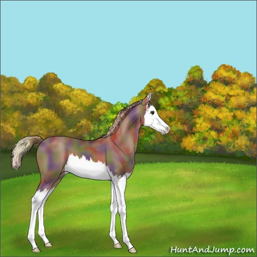 Horse Color:Nacre Chestnut Splash 
