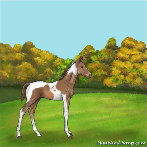 Horse Color:Chestnut Tobiano 