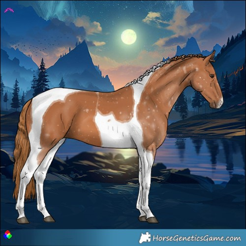 Horse Color:Chestnut Tobiano
