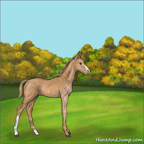 Horse Color:Chestnut Rabicano 
