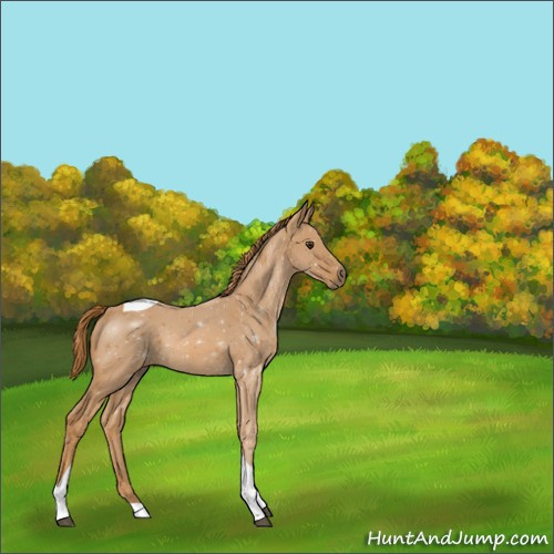 Horse Color:Chestnut Tobiano 